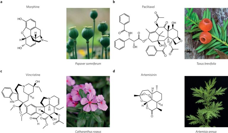 Ashwagandha: The Historic Plant to Modern Health
