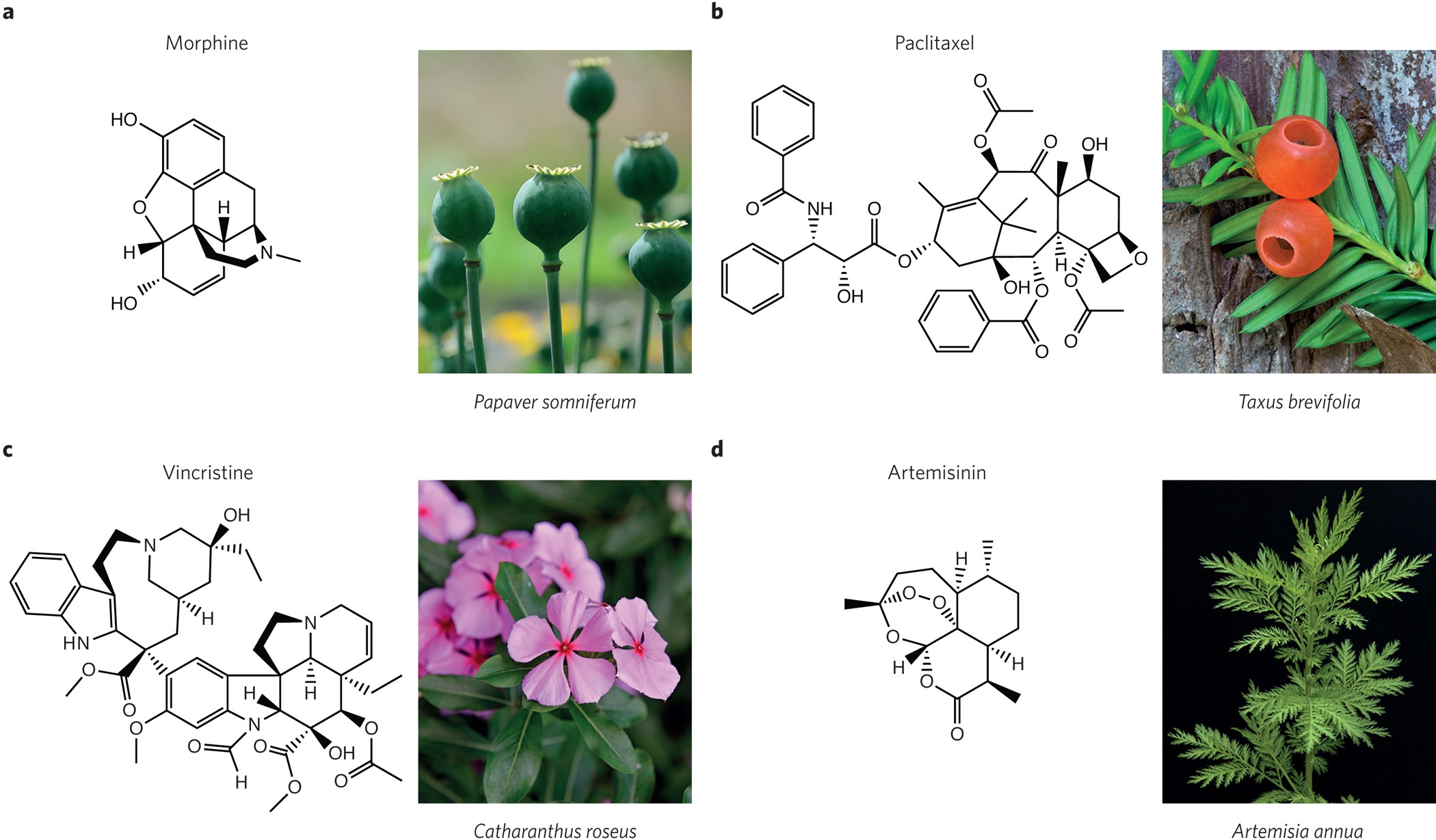 Ashwagandha: The Historic Plant to Modern Health