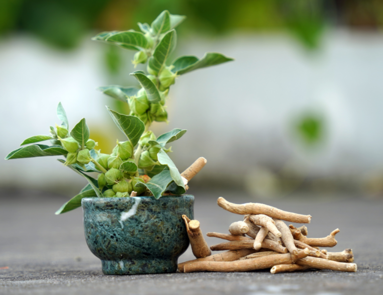 Ashwagandha: The Ancient Herb Transforming Modern Wellness