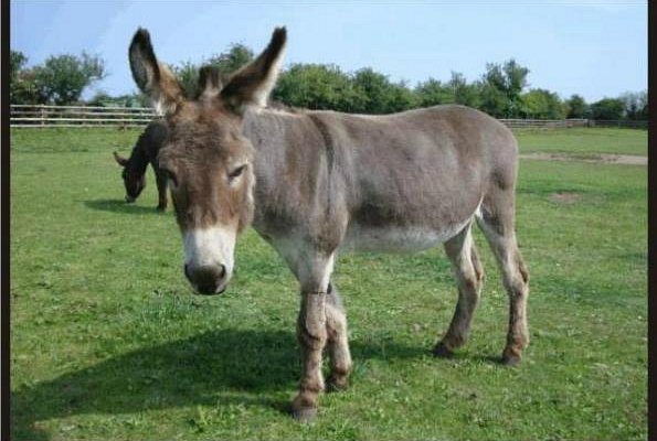 اسلام آباد میں ’’گدھے کے گوشت‘‘ کی فروخت، سوشل میڈیا پر طوفان